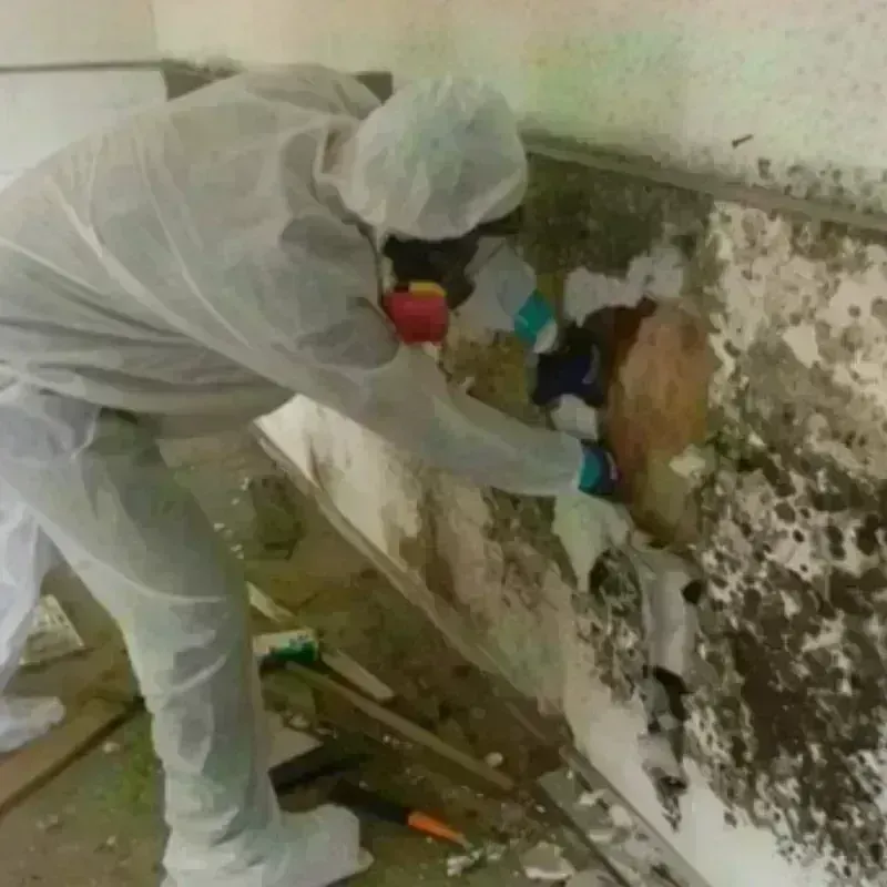 Mold Remediation and Removal in Milan, OH